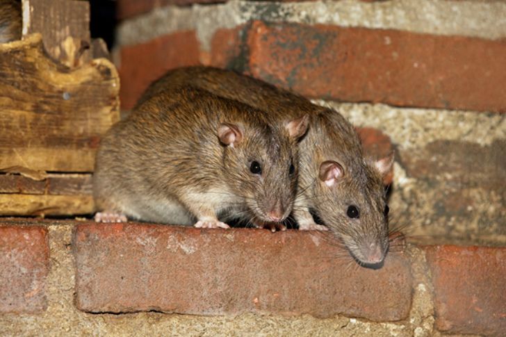 Борьба с Крысами, Обосновавшимися внутри Стен